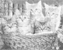 Katten in mand | Dot painting
