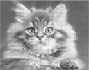 Geschrokken kat | Dot painting