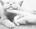 Lieve kat | Dot painting