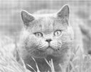 Grijze kat | Dot painting